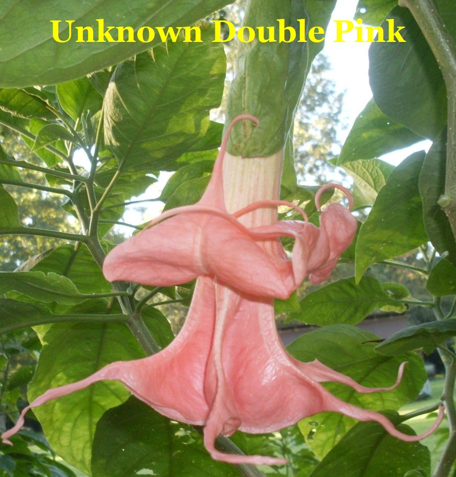 Unknown double pink … quart