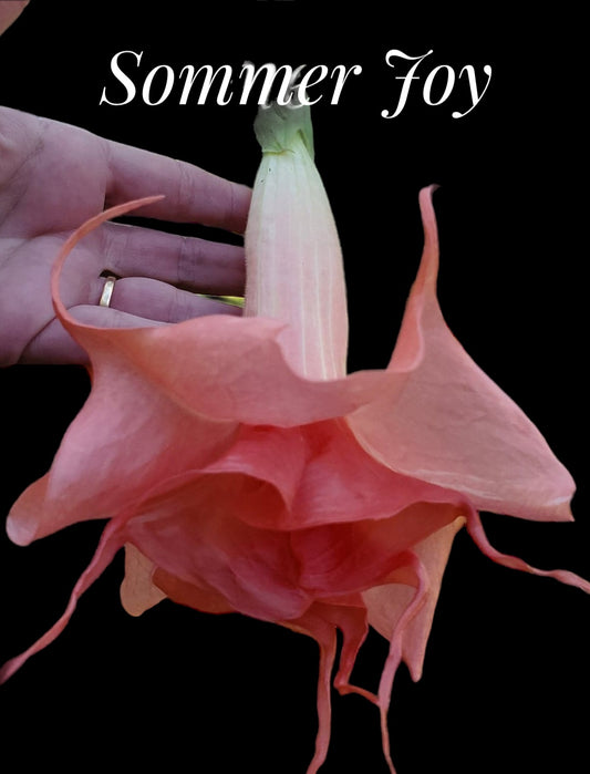 "Sommer Joy" … quart