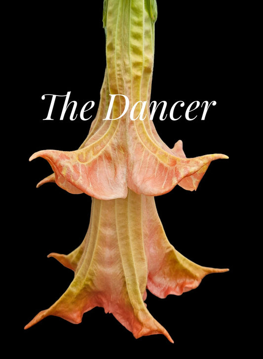 "The Dancer" .. quart