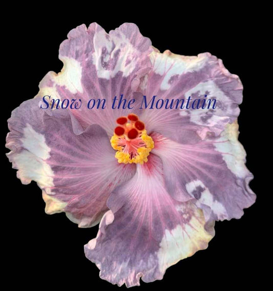 Cajun Hibiscus "Snow on the Mountain"