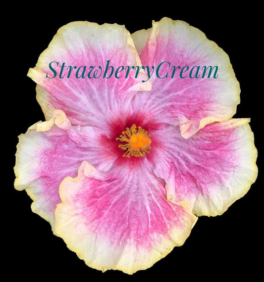 Cajun Hibiscus "Strawberry Cream"