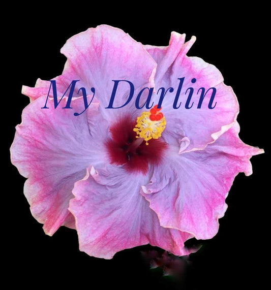 Cajun Hibiscus "My Darlin"