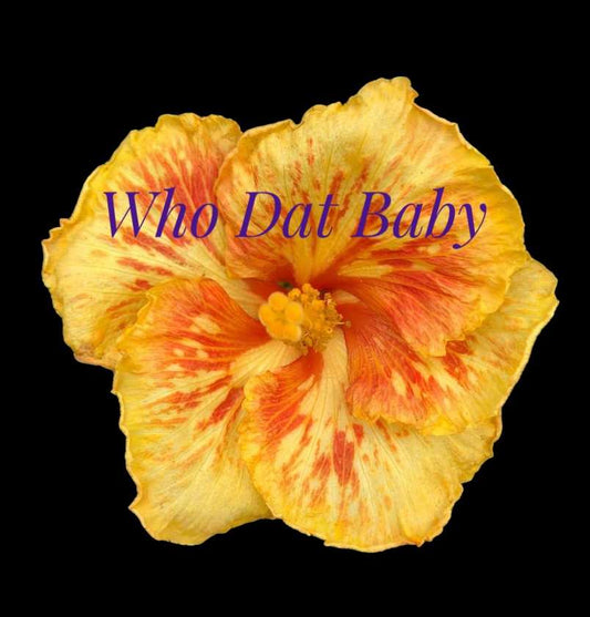 Cajun Hibiscus "Who Dat Baby"