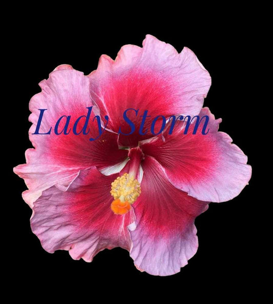 Cajun Hibiscus "Lady Storm"