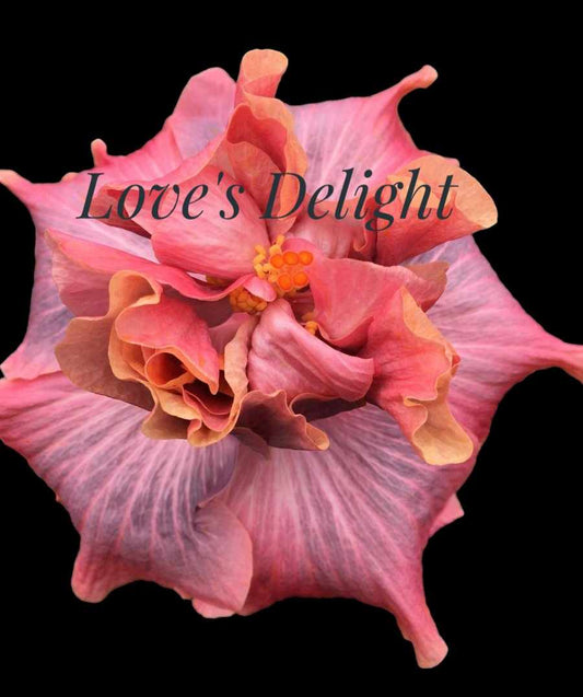 Cajun Hibiscus "Love's Delight"