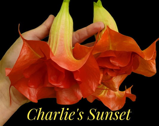 "Charlie's Sunset" … quart
